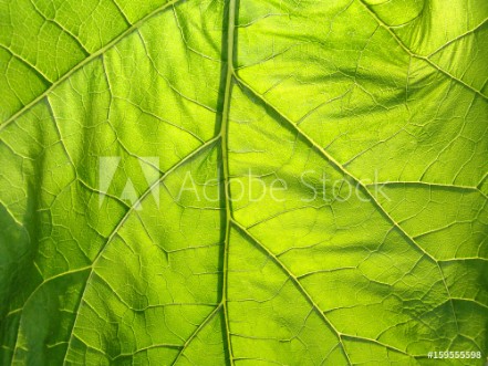Picture of Green background nature flora leaf plant foliage summer texture natural spring closeup fresh detail garden abstract growth macro light environment ecology color tree eco freshn